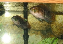 Blue acaras