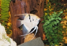 angelfish