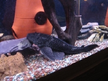 my big pleco