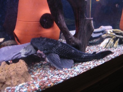 my big pleco