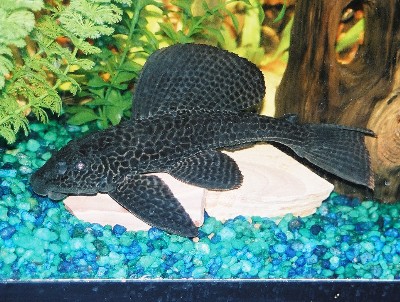 big pleco