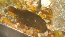 bristlenose pleco