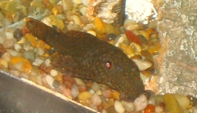 bristlenose pleco
