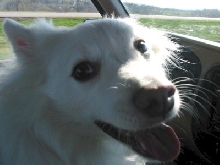 american Eskimo
