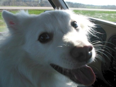 american Eskimo