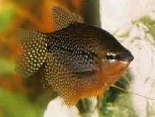 pearl gourami