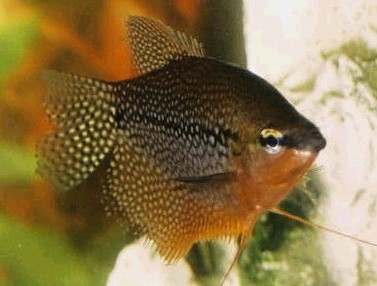 pearl gourami