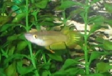 killifish