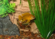lemon cichlid