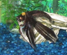 marble angel
