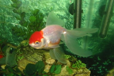 redcap oranda
