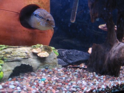 pleco and acara