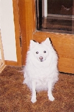 american Eskimo