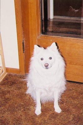 american Eskimo