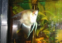 angelfish