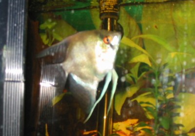angelfish