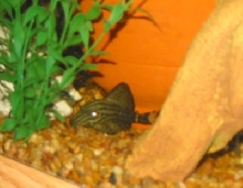 royal pleco
