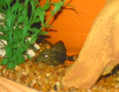 royal pleco