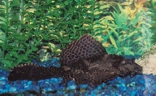 sailfin pleco