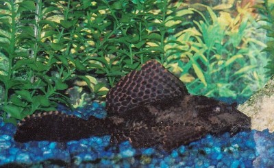 sailfin pleco