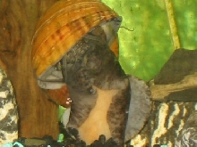 snail eating
