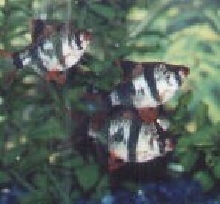 3 tiger barbs