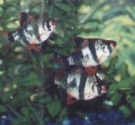 3 tiger barbs