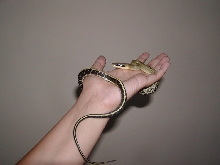 Blue Beauty Ratsnake