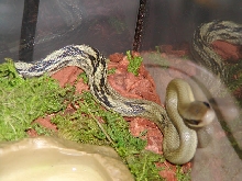 Blue Beauty Ratsnake - Female