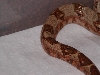 Hog Male  saddle