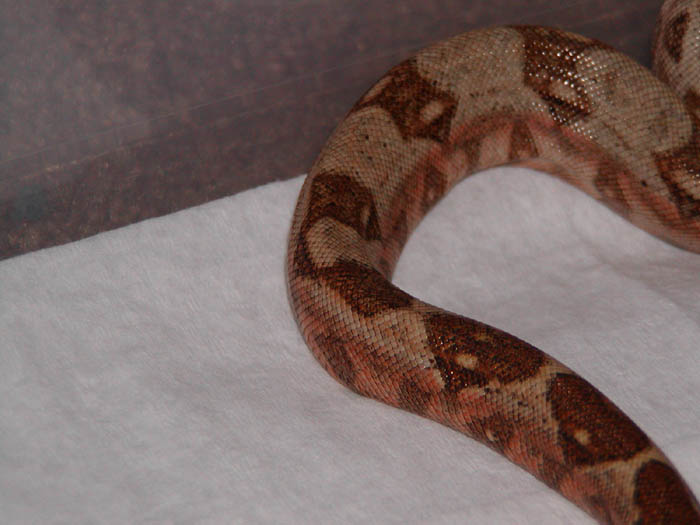 Hog Male  saddle