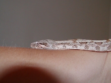 Female Hog