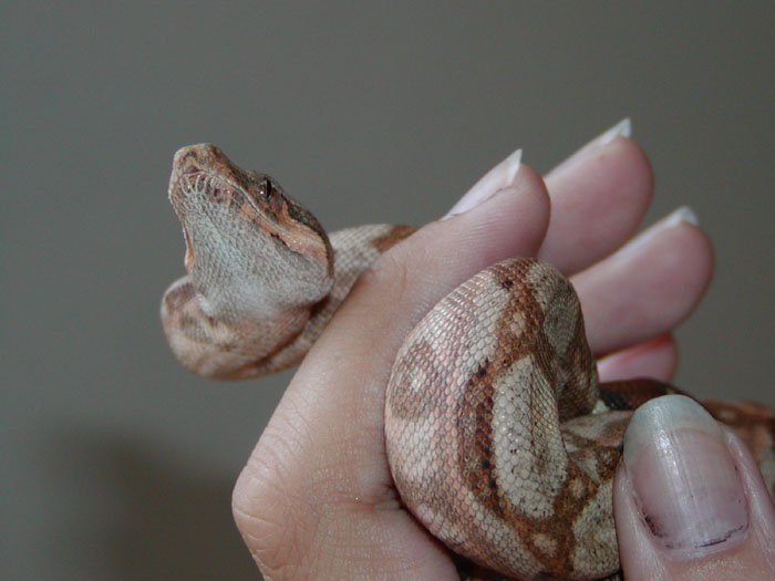 Hog Male Photo 2
