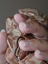 Hog Male
