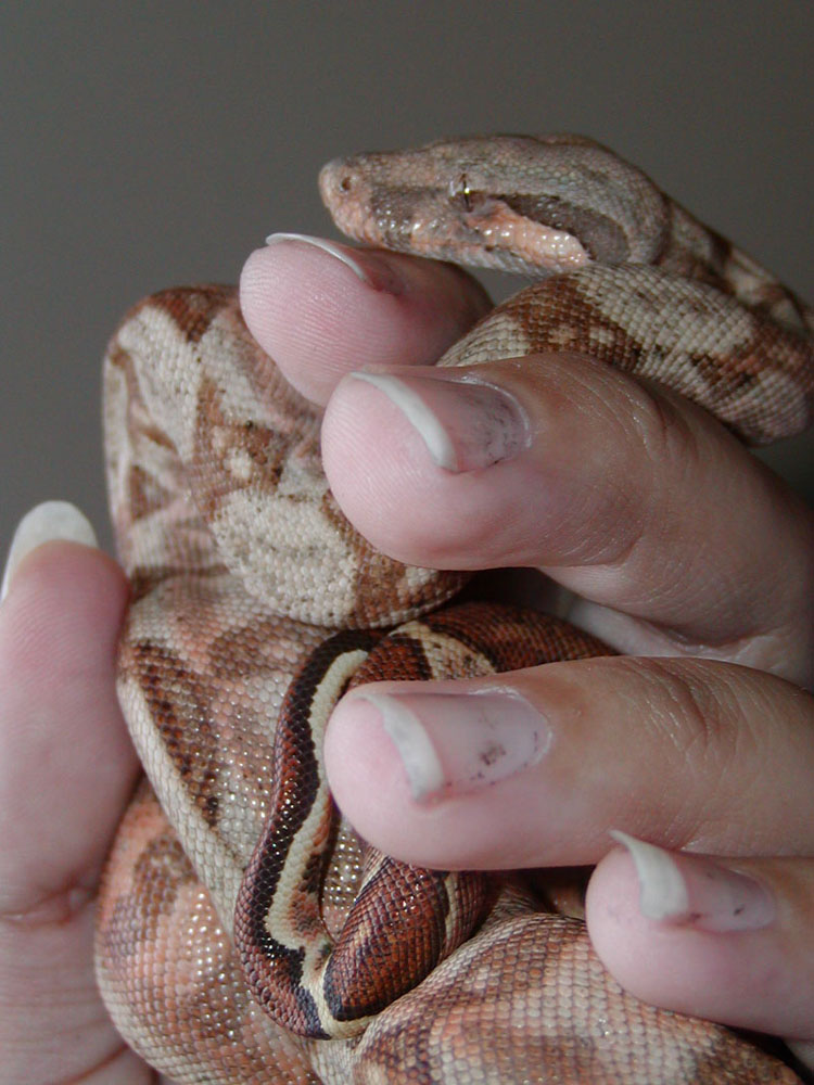 Hog Male