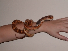 Texas Pete2