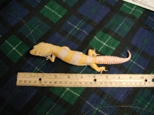 Tremper Giant