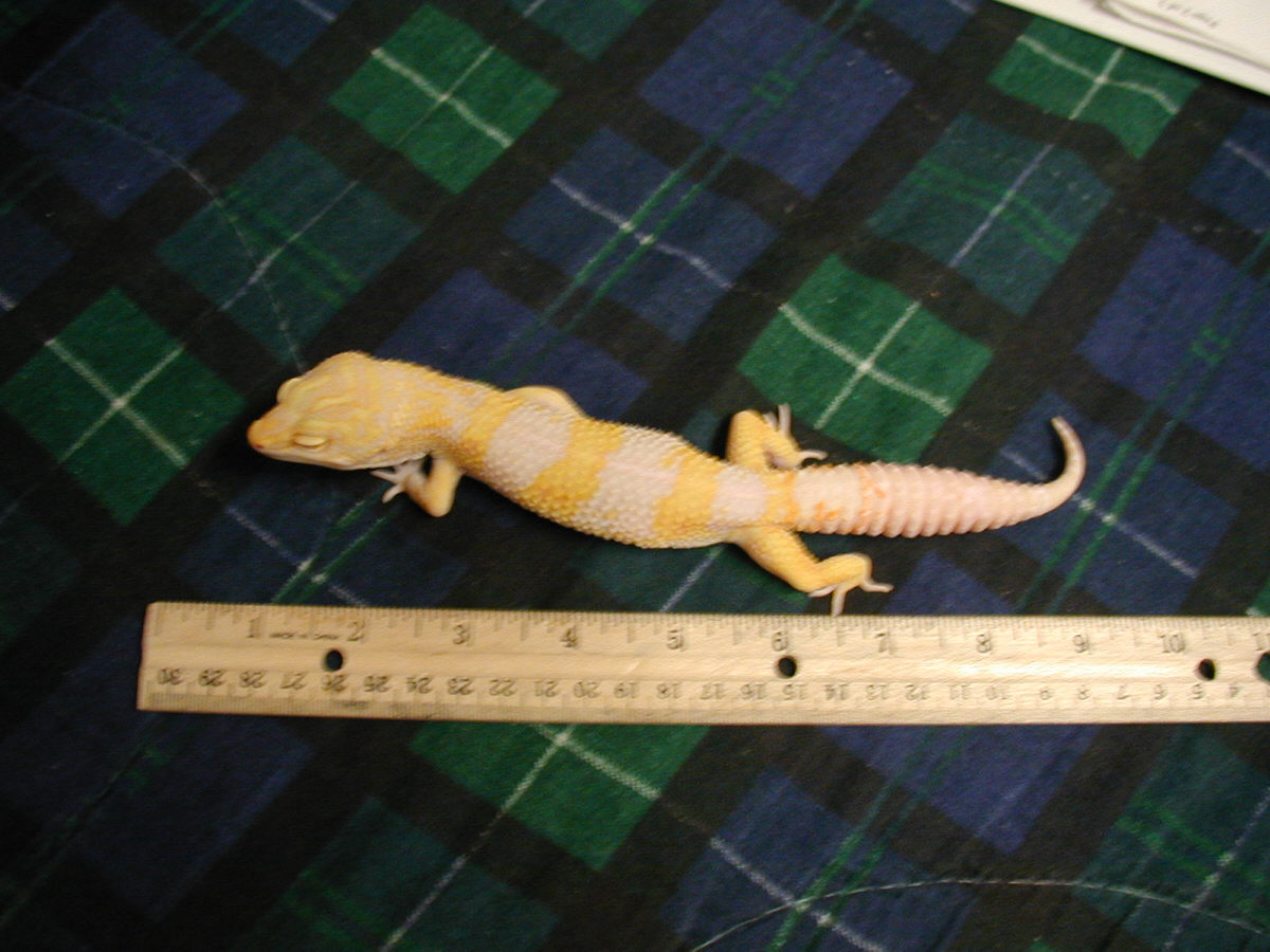 Tremper Giant