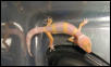 3 week old albino