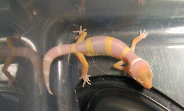 3 week old albino