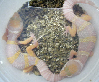 Ron Tremper incubation method