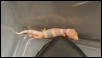 3 week old albino, clutchmate