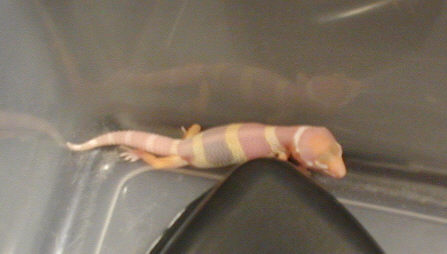 3 week old albino, clutchmate