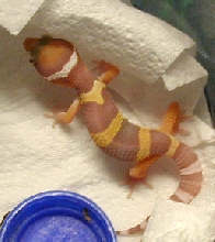 Ron Tremper incubation method
