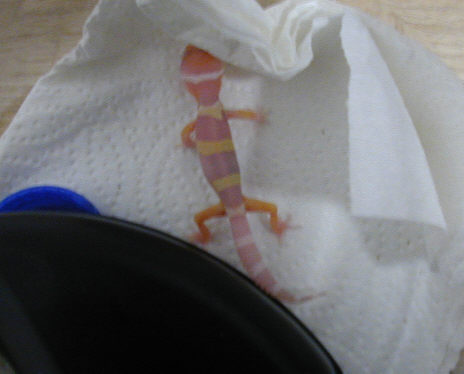 3 day old albino