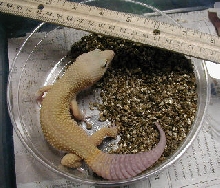 Big Patternless
