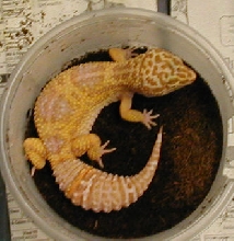 Tremper Albino