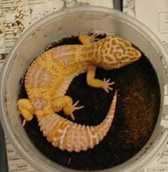 Tremper Albino