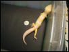 Tremper Giant