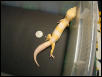 Tremper Giant